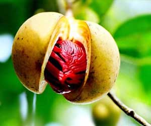 nutmeg uses